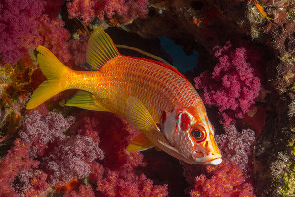 Sabre Squirrelfish [Sargocentron spiniferum]