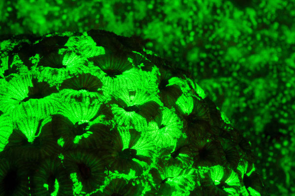 Coral under UV-light