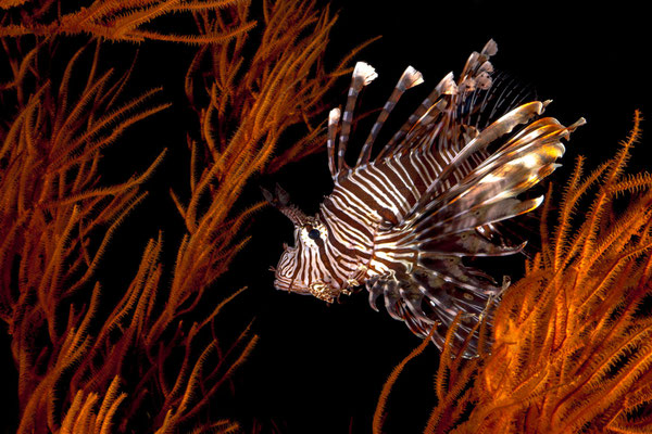 Lionfish in black corals