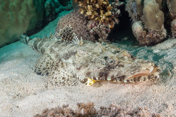 Crocodile fish