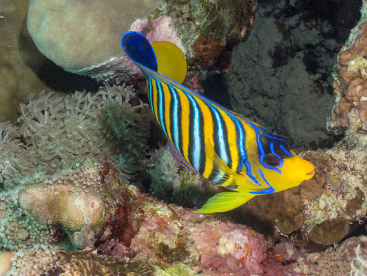 Regal angelfish