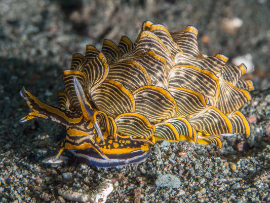 Nudibranch - Milne Bay