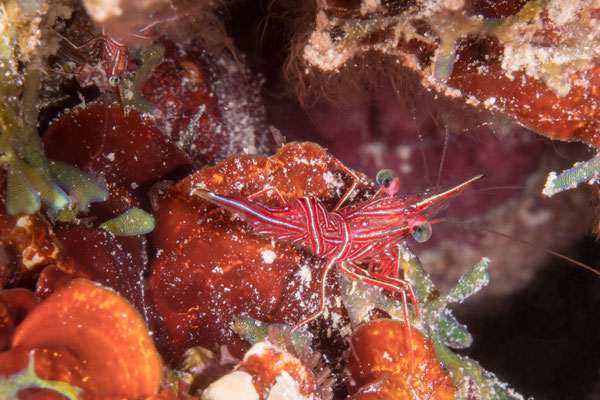 Durban dancing shrimp