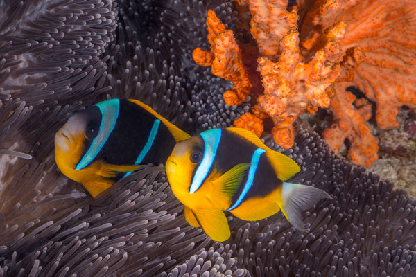 Anemone fishES