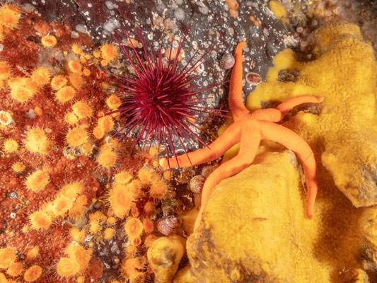 Sea star, sea urchin, sponge and raspberry anemones