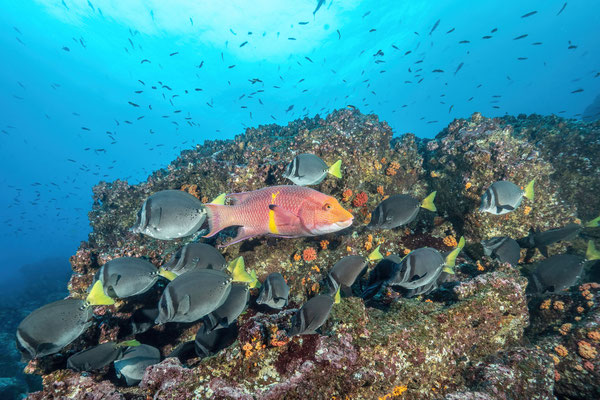 School of surgeonfishes