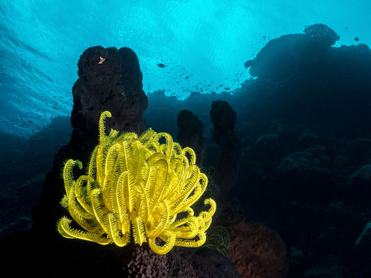 Yellow featherstar and dark sponges, a nice combo! - Milne Bay