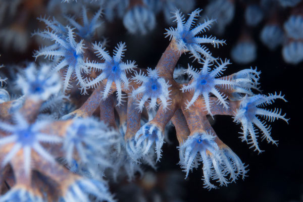 Close up of corals