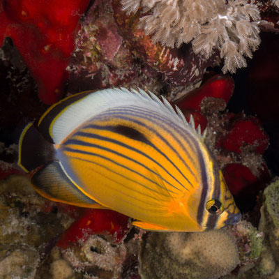 Black-tailed Butterflyfish (or blacktail butterflyfish), also called Exquisite Butterflyfish [Chaetodon austriacus]