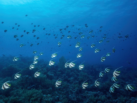 Red sea bannerfishes