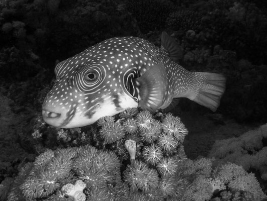 White spotted pufferfish