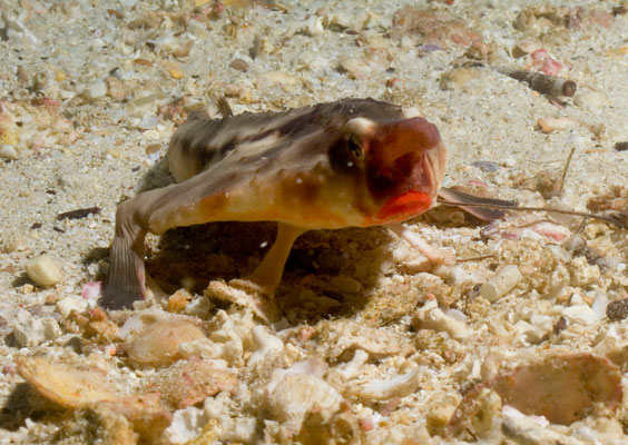 Red lip batfish
