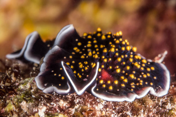  Flatworm - Kimbe Bay