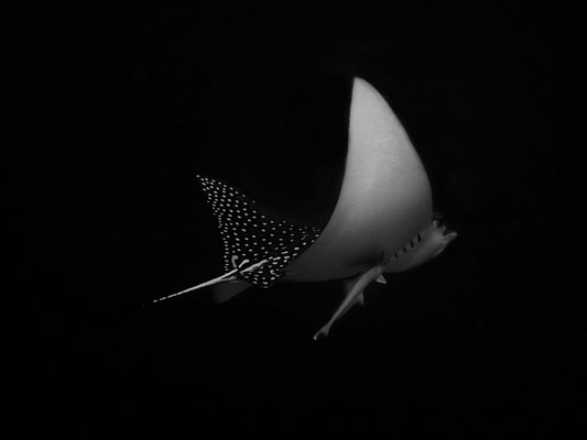 Spotted eagle ray