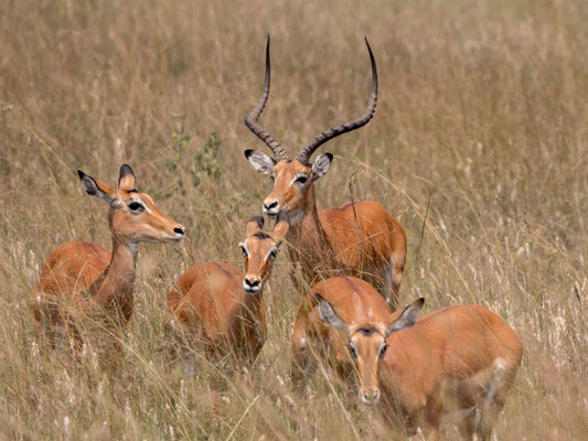 Impalas, Akagera NP, Rwanda