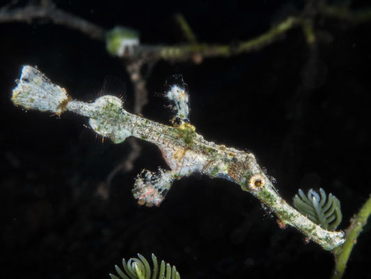 Halimeda ghost pipefish - Milne Bay