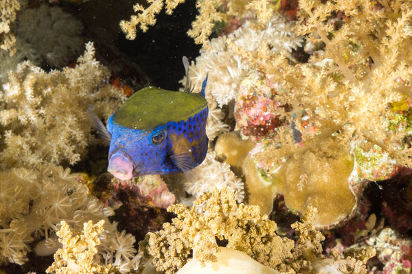 Blue spotted boxfish