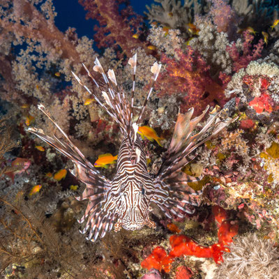 Lionfish