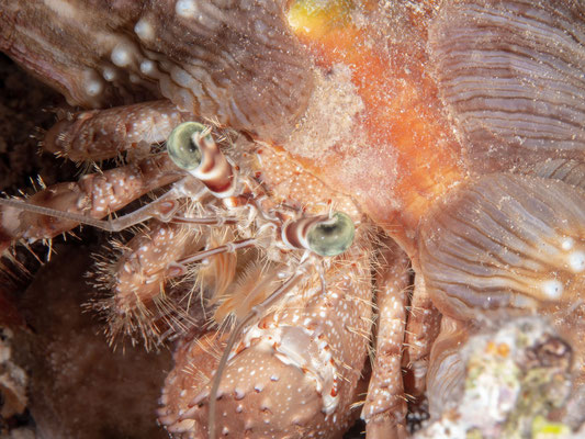 Close up of a hermit crab