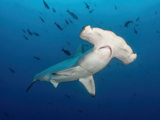 Scalloped hammerhead sharks