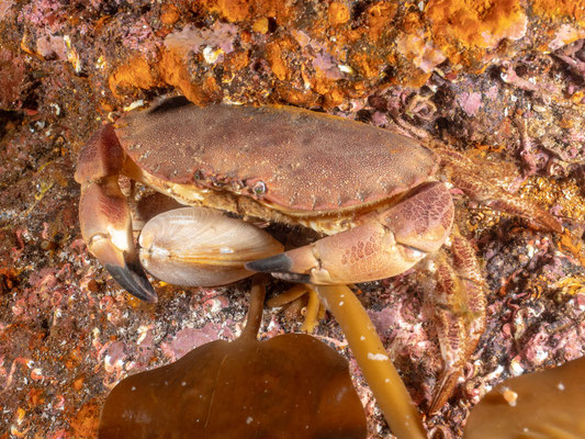 Crab with clam