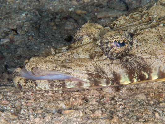 Crocodile fish