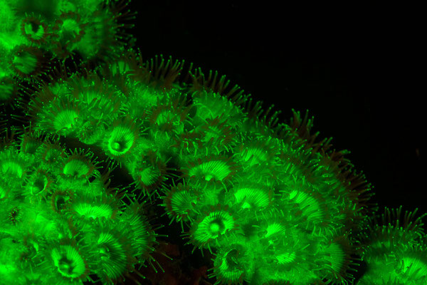 Coral under UV-light