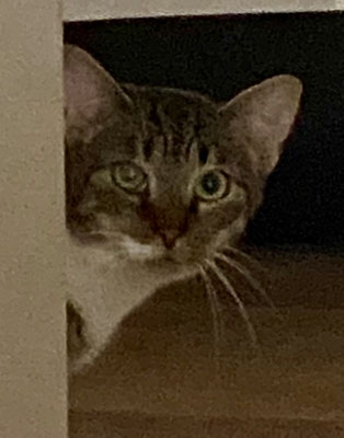 Linda