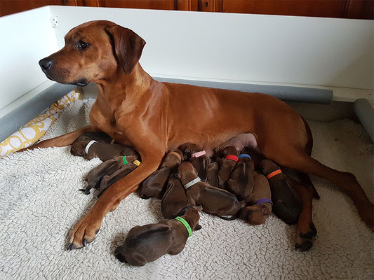 Die stolze Mama und ihre Rasselbande