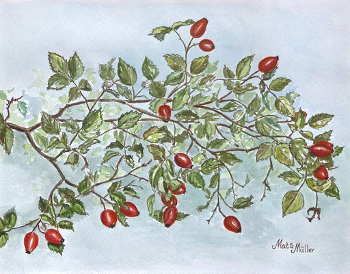 Mats Müller, Nypon, 40x30cm