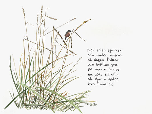 MatsMüller, Vitgumpad Buskskvätta, dikt, 32x24cm