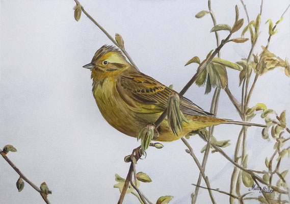 MatsMüller, Gulsparv, Yellowhammer, 40x30cm