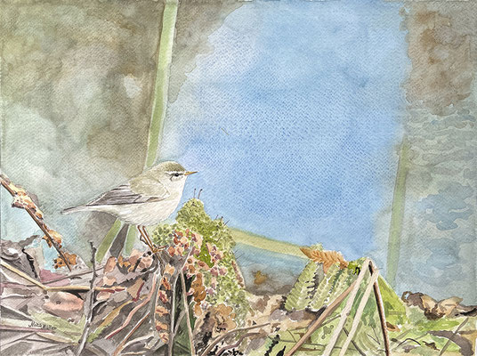 MatsMüller, Lövsångare, 40x30cm