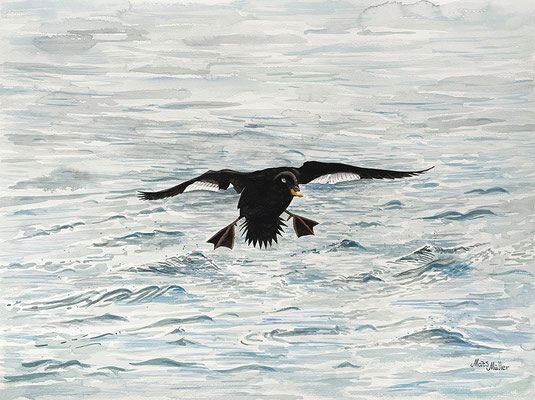 MatsMüller, Svärta, Velvet Scoter, 55x41cm