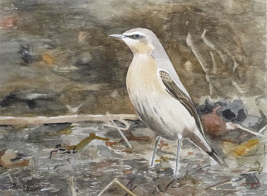 MatsMüller, Stenskvätta, Northern Wheatear, 40x30cm