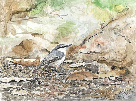 MatsMüller, Nötväcka, 40x30cm