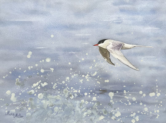 MatsMüller, Silvertärna, 40x30cm