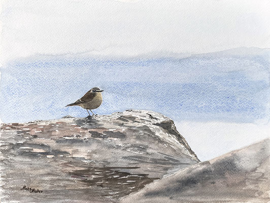 MatsMüller, Stenskvätta, 32x24cm