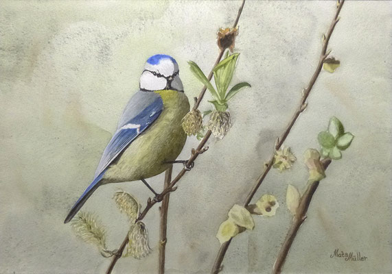 MatsMüller, Blåmes, Blue Tit, 40x30cm
