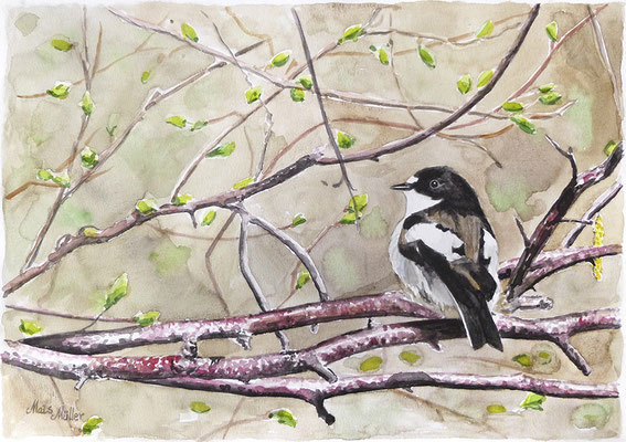 MatsMüller, Svartvit flugsnappare, 42x29,5cm