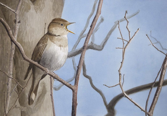 MatsMüller, Näktergal, Thrush Nightingale, 40x30cm