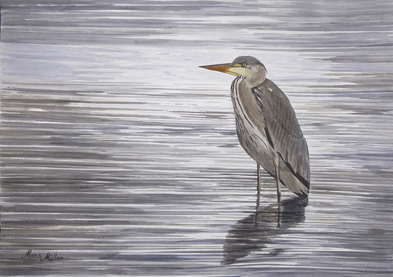 MatsMüller, Häger, Grey Heron, 40x30cm