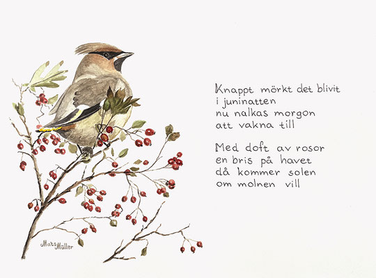 MatsMüller, Sidensvans, dikt, 32x24cm