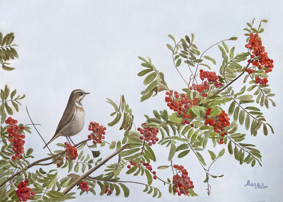 MatsMüller, Båhake, Bluethroat, 40x30cm