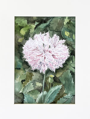 Mats Müller, Vallmo 1, 30x21cm