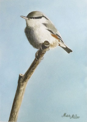 MatsMüller, Nötvacka, Nuthatch, 30x21cm