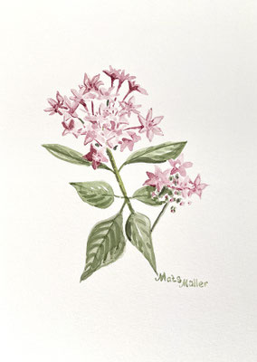 MatsMüller, Blomkort-3, 21x14,5cm