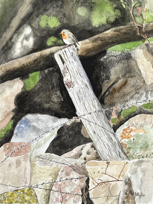 MatsMüller, Rödhake, 32x24cm