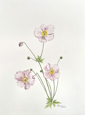 Mats Müller, Höstanemon, 32x24cm