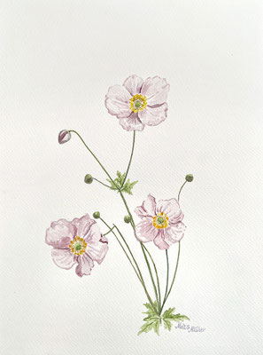 Mats Müller, Höstanemon, 32x24cm